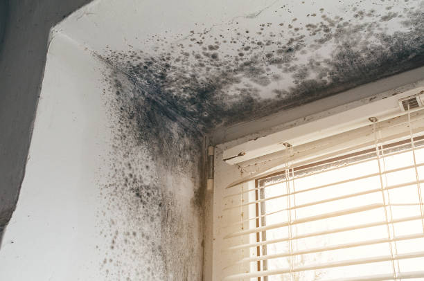 Affordable Mold Cleanup solutions in Kenilworth, NJ